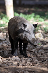 Sanglier (Sus scrofa) Wild boar