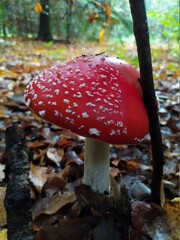 A large red fly agaric leaned against a tree