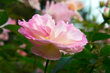 Obraz na płótnie Canvas ピンク系の色のバラ