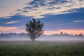 Sunrise over the meadow in the morning fog. Morning sunrise. Conditions of poor visibility. Natural...