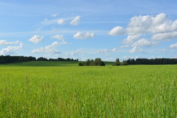 green field and blue sky