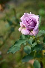 ピンク系の色のバラ