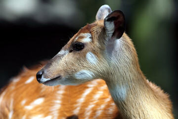 Sitatunga (Tragelaphus spekii)