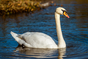 Obraz premium A white swan floats on the water in autumn.