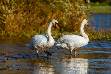 Fototapeta premium White swans in the fall on the shore of the reservoir.