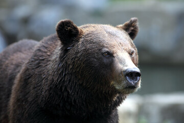 Plakat Brown bear (Ursus arctos) Ours brun
