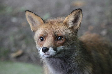 Naklejka na ściany i meble Fox (Vulpes vulpes) Renard