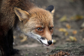 Fox (Vulpes vulpes) Renard