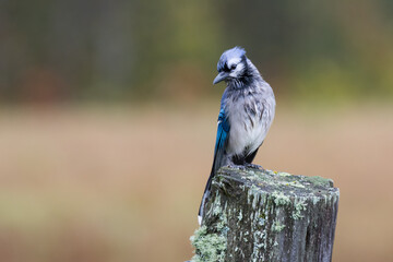 Sad Blue Jay in Rain