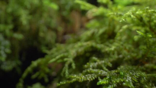 super close-up, detailed. green moss on a log in the forest.