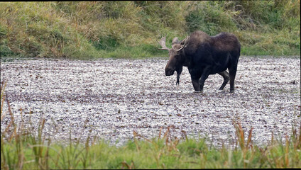 Fototapeta na wymiar Bull moose in a swamp near Cataldo Mission near Coeur d’Alene Idaho