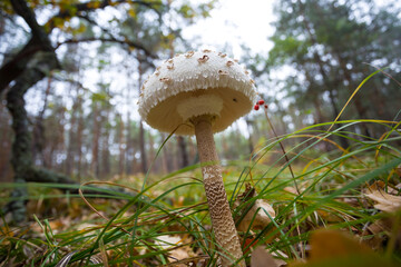 closeup parasol mushroom in a forest