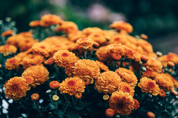 A bouquet of orange chrysanthemum flowers in pot in garden - obrazy, fototapety, plakaty