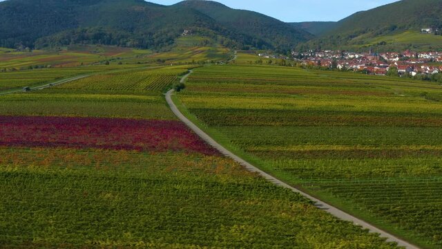 Aerial view around vineyards in Rhineland-Palatinate in Germany in autumn.