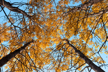 foglie alberi autunno natura benessere relax nella natura