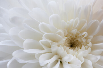 White Chrysanthemum