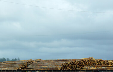 stacks of logs on cloudy day