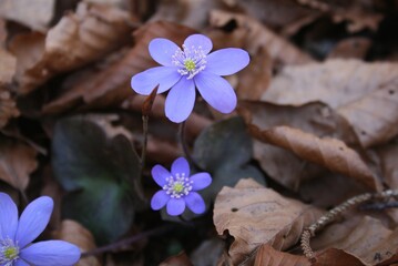 flowers in the garden