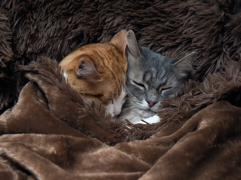 Love and tenderness of cats