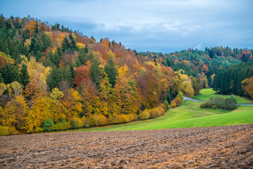 autumn in the forest