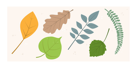 Vector set of stylized leaves of various trees and plants - oak, linden, birch, pecan. Illustration for flat design.