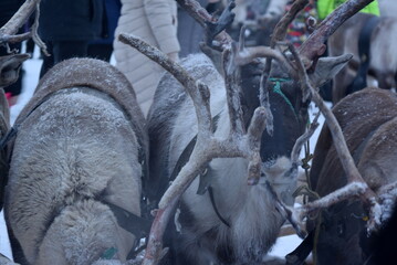 deer of the far North near frame time of year winter. Russian Arctic