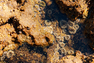 tide pool