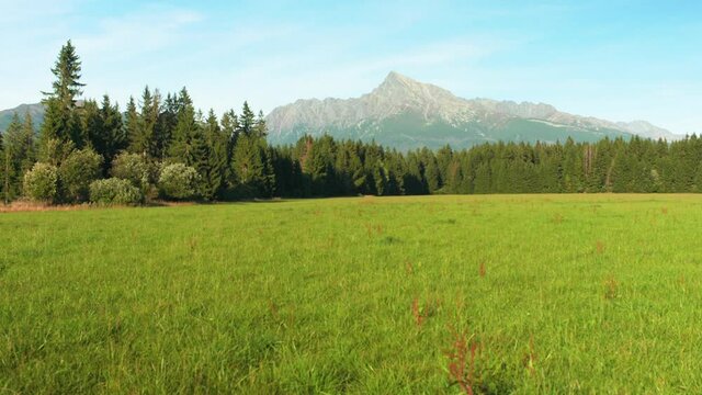 Green summer meadow, grass moving in wind, mount Krivan peak (Slovak symbol) with clear sky above at distance