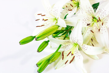 A bouquet of white lilies with speckled petals and green buds on a white background. A holiday bouquet. Postcard