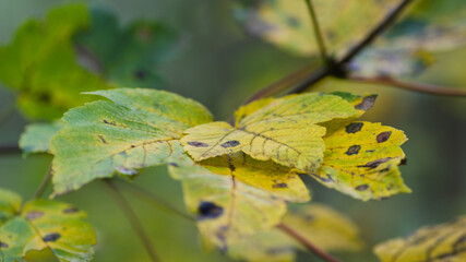 leaf on green leaf