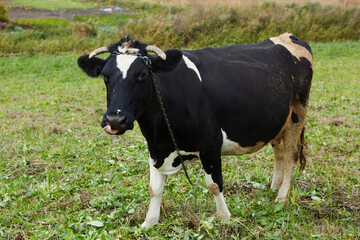 Naklejka na ściany i meble A curious dairy cow stands in her pasture. Dairy Cow. A curious dairy cow.