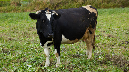 Dairy cow at countryside. Dairy Cow. A curious dairy cow.