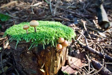 mushrooms on a tree stump with moss