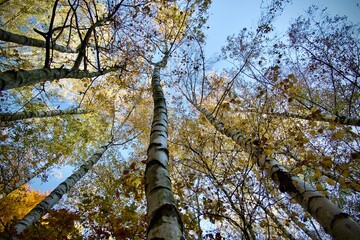 A view of the sky from a birch forest