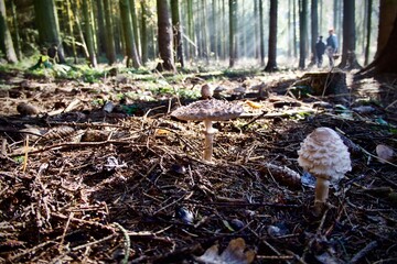 Obraz premium Nice photo of mushrooms in the forest and sunbeams - Macrolepiota