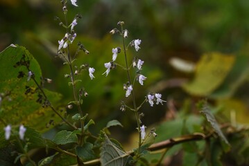 Isodon japonicus / Lamiaceae perennial grass