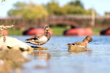 Two mallard ducks stand on the stone in the river.
