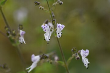 Isodon japonicus / Lamiaceae perennial grass