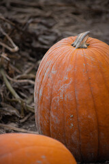 pumpkin on the ground in a farm