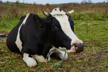 Obraz na płótnie Canvas Cow resting on a green field in Ukraine.
