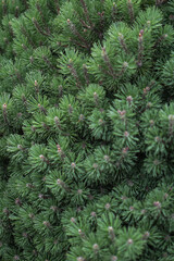 Beautiful little needles of spruce needles. New Year and Christmas background for design. Natural tree branch in nature.