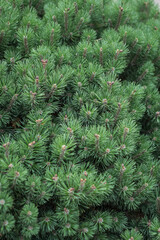 Beautiful little needles of spruce needles. New Year and Christmas background for design. Natural tree branch in nature.