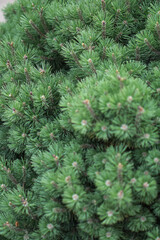 Beautiful little needles of spruce needles. New Year and Christmas background for design. Natural tree branch in nature.