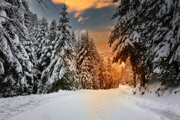 Beautiful winter landscape in the Carpathians with a picturesque sky at dusk. Snowy way among spruce trees.