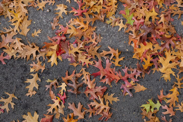 Fall Colored Leaves on the ground