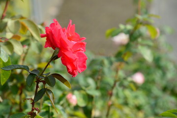 赤系の色のバラ
