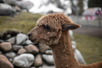 llama in the farm