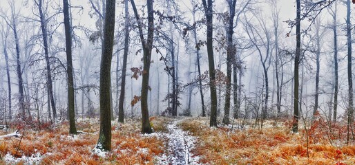 Forest covered with glaze ice,snow and rime during foggy conditions. Oak trees, woodland, winter landscape. Can be used as christmas image. Panoramic image.  .
