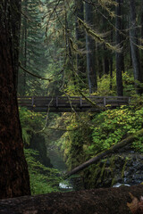 In the center of the rainforest you come upon this bridge which introduces you to the majesty and power of Sol Duc Falls.