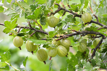 Branch of gooseberries with berries